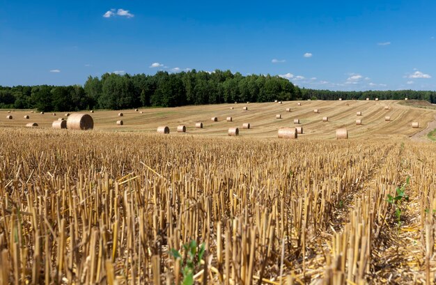 Campo agricolo