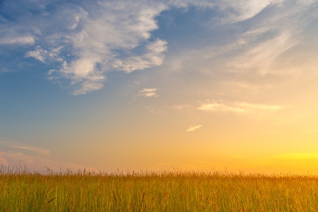 Campo al tramonto