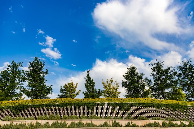 Campo. alberi e cielo azzurro