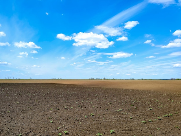 Campo arato con piantine di germogli e cielo blu. pianta di agricoltura crescere. paesaggio agricolo rurale. piante concettuali che raggiungono la crescita