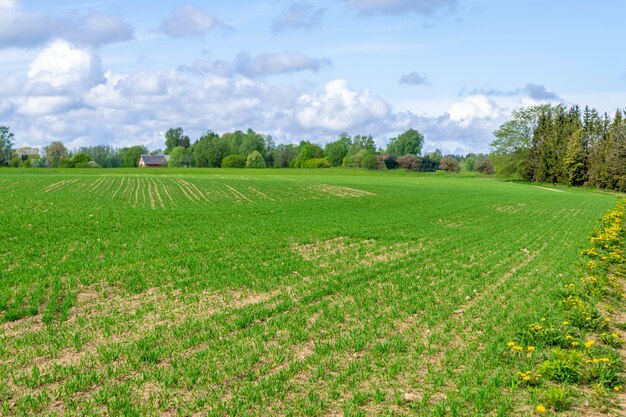 Campo arato e seminato, linee piane di pianta verde. Paesaggio rurale con campo coltivato