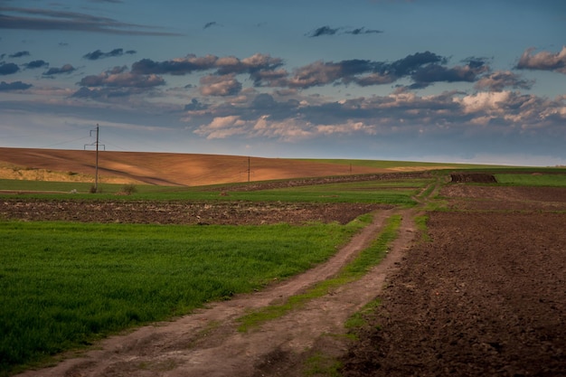 Campo arato per la semina campo verde di grano invernale strada sterrata e colline all'orizzonte in primavera Bel cielo