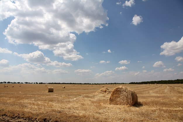 campo asciutto