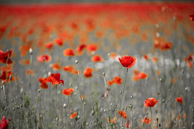 Campo astratto papaveri rossi colori selettivi Vista artistica in bianco e nero mer papaveri natura arte