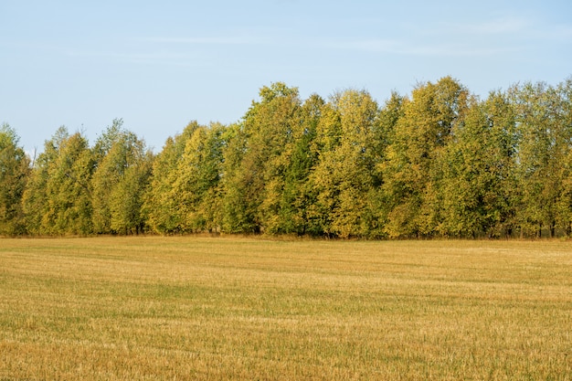 Campo autunnale con alberi, cielo con nuvole