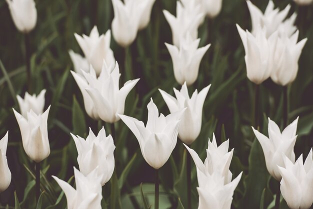 Campo bianco dei tulipani nei Paesi Bassi