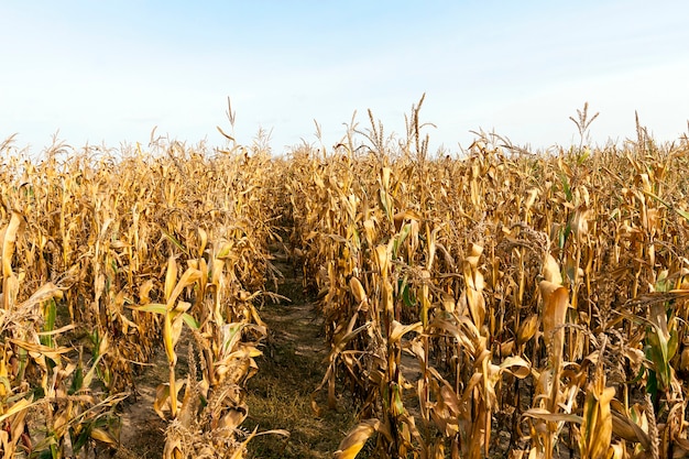 Campo che è cresciuto e ha fatto maturare il mais