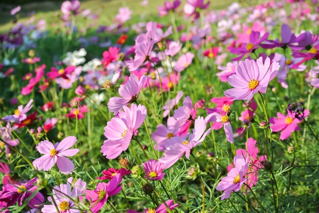 campo colorato Cosmos