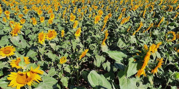 Campo colorato giallo verde di fiori di girasoli in sfondo naturale