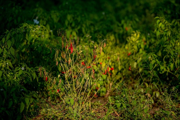 Campo coltivato a peperoncino