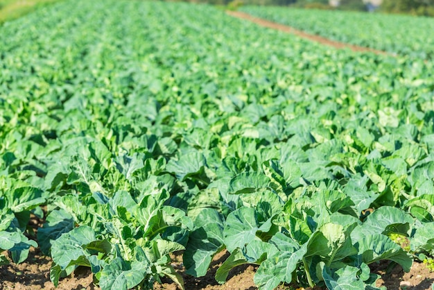 Campo coltivato: file di letti di insalata verde fresca