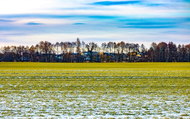 Campo coltivato innevato con erba verde All'inizio della primavera prima della campagna di semina