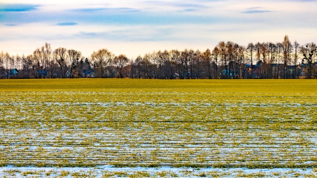 Campo coltivato innevato con erba verde All'inizio della primavera prima della campagna di semina