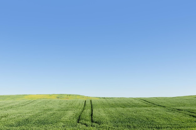 Campo coltivato verde e cielo azzurro Paesaggio estivo