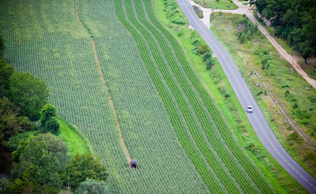 Campo coltivato verde, vista dall'alto