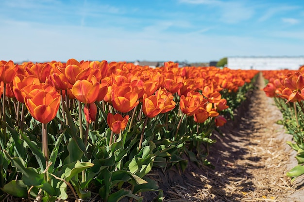 Campo completo di tulipano rosso in fiore sfondo di fiori in una soleggiata giornata estiva in una fattoria di campagna contro il cielo blu chiaro