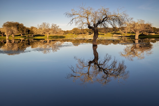 Campo con alberi riflesso su un lago vicino a Arroyo de la Luz, Estremadura, Spain