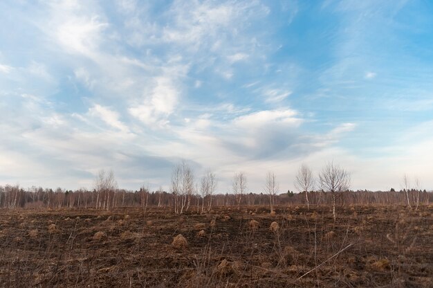 Campo con alberi secchi nei formicai