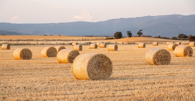 Campo con balas de heno