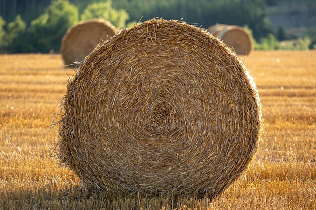 Campo con balle di paglia dopo il raccolto Campo agricolo