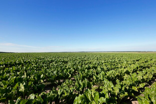 Campo con barbabietola da zucchero