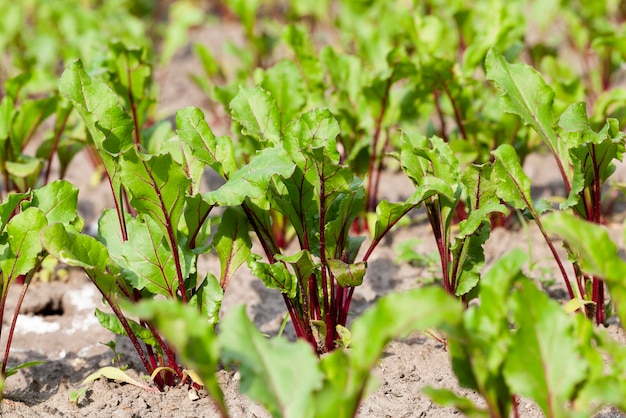 Campo con barbabietola rossa