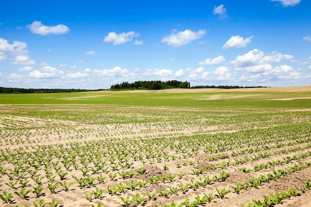 Campo con barbabietola