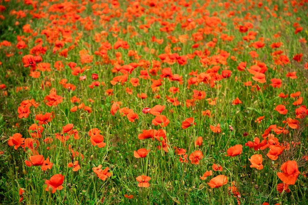 Campo con bellissimi papaveri rossi. Bel paesaggio