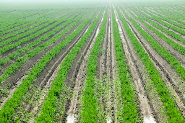 Campo con carote - Campo agricolo su cui crescono giovani carote verdi.