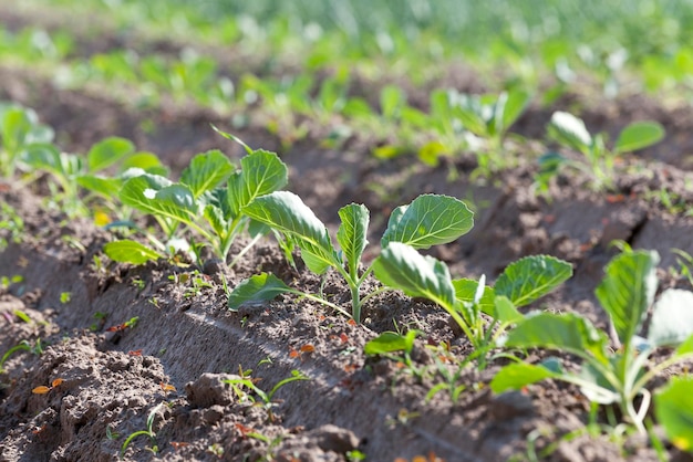 Campo con cavolo cappuccio