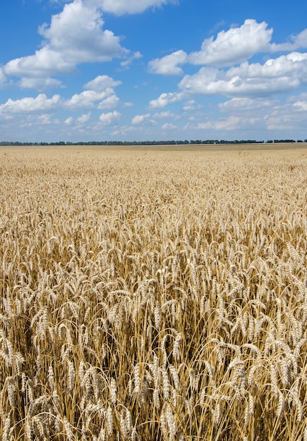 Campo con cereale dorato maturo del frumento sotto il cielo blu nuvoloso.