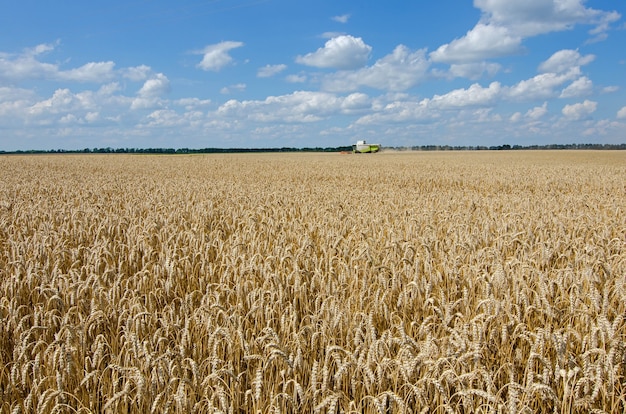 Campo con cereali di grano maturo e ombine mietitrice sotto il cielo nuvoloso blu.