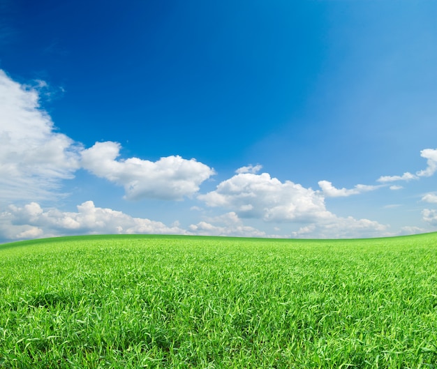 Campo con cielo blu