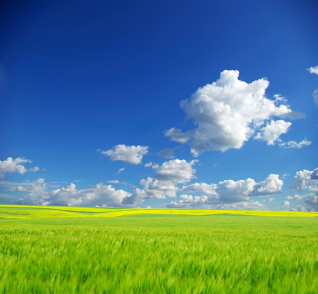 Campo con cielo blu