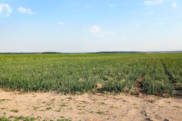 Campo con cipolle verdi