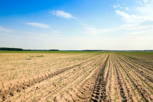 Campo con cipolle verdi