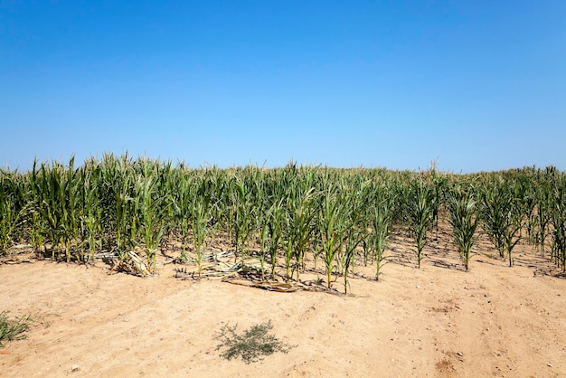 Campo con cipolle verdi