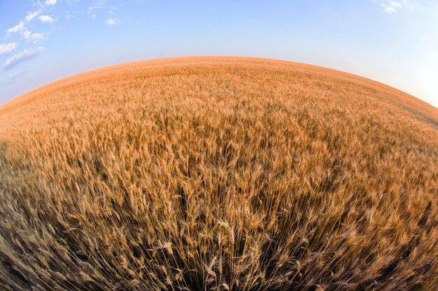 Campo con circonferenza grandangolare di grano in crescita sullo sfondo del cielo Agronomia e agricoltura Industria alimentare