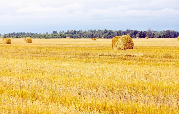 Campo con covoni di paglia dopo un raccolto