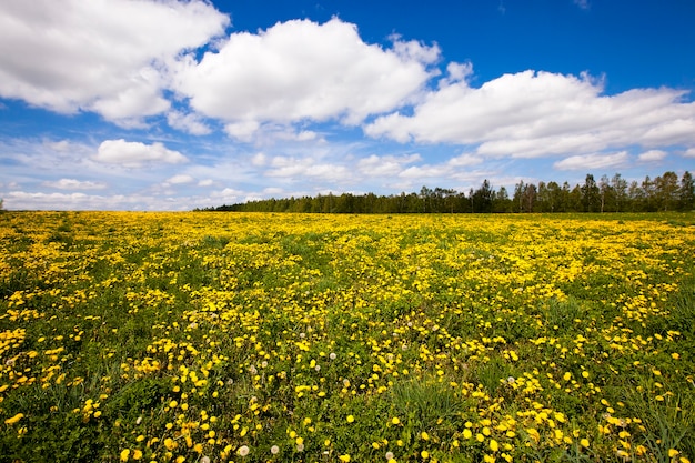 Campo con denti di leone - i denti di leone crescono. altezza