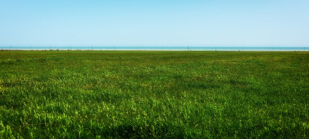 Campo con erba verde brillante