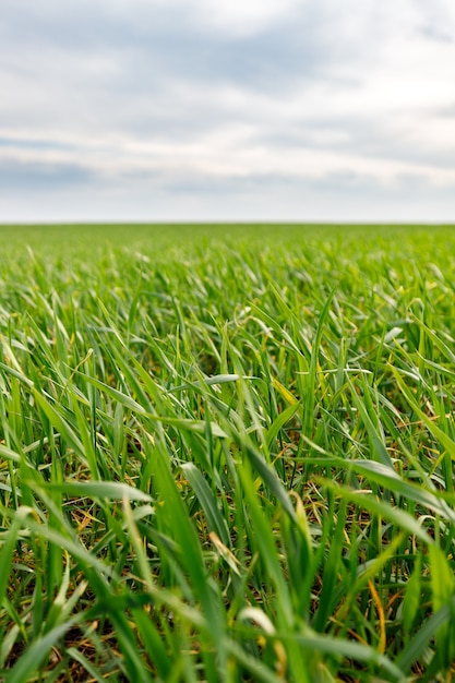 Campo con erba verde e cielo blu