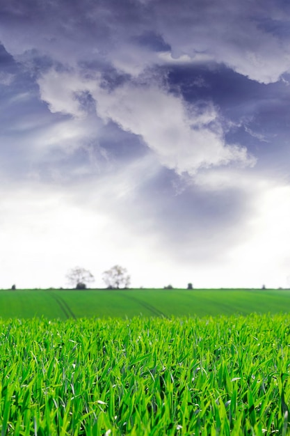 Campo con erba verde e cielo tempestoso nuvoloso con nuvole temporalesche