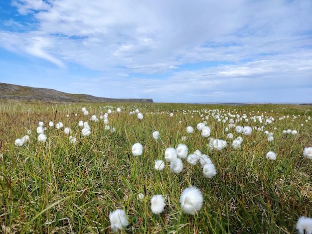 Campo con eriophorum vaginatum