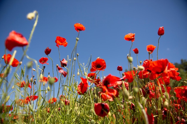 Campo con fiori di papavero rosso contro un cielo blu