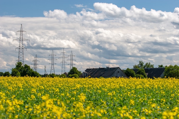 Campo con fiori gialli, tetto della fattoria dietro e grandi linee ad alta potenza con nuvole