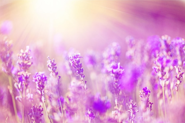 Campo con fiori viola in una giornata di sole