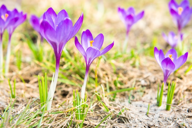 Campo con fiori viola primaverili crochi con sfondo morbido