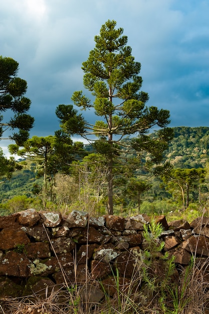 Campo con foresta nativa e Araucarias Araucaria Angustifolia conservata