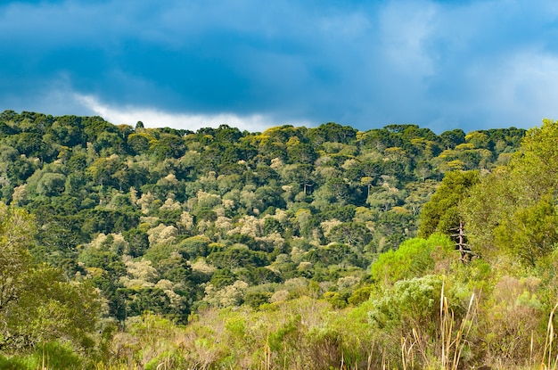 Campo con foresta nativa e Araucarias Araucaria Angustifolia conservata